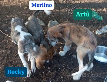 Cuccioli Maschi Pastore Asia Centrale