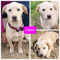 Carla, Charlotte e Carletto