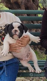 Bulldog francese