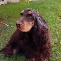 Stallone cocker spaniel inglese cioccolato focato