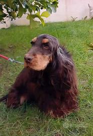 Stallone cocker spaniel inglese cioccolato focato
