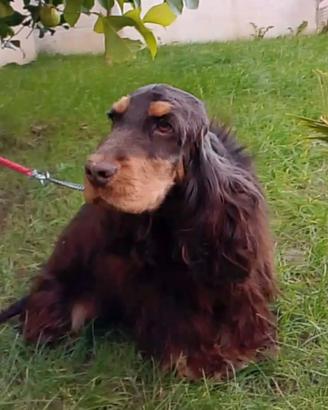Stallone cocker spaniel inglese cioccolato focato