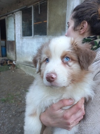 Cucciolo pastore australiano