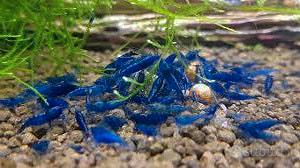 Caridine neocaridine vari colori ed altro