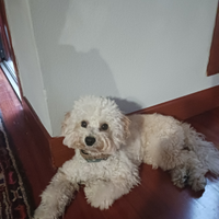 Accoppiamento barboncino