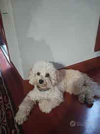 Accoppiamento barboncino