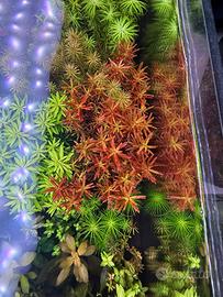 Piante per acquario