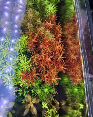 Piante per acquario