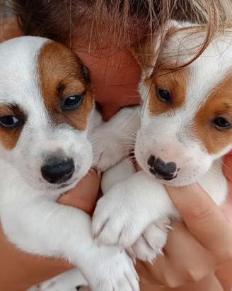 Cuccioli di jack russell