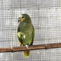 Amazona Amazonica 2025