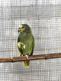 Amazona Amazonica 2025