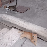 Gattine di tre mesi circa