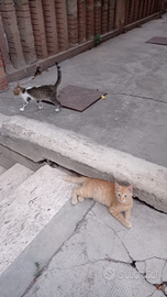 Gattine di tre mesi circa