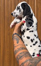 Dalmata cucciola disponibile