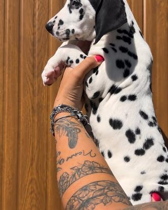 Dalmata cucciola disponibile