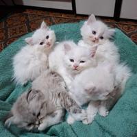 Gattini Persiano/Ragdoll