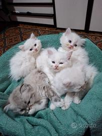 Gattini Persiano/Ragdoll