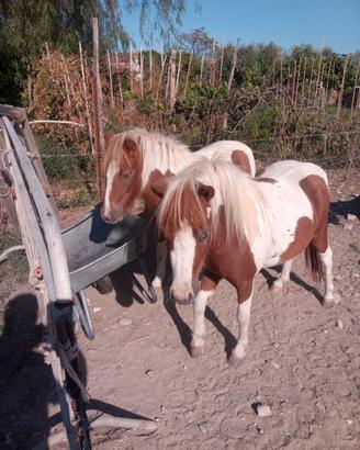 Cavallo