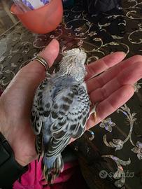 Cocorita allevata a mano