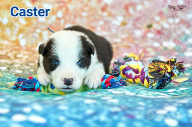 Cuccioli maschi di Yakutian Laika