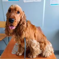 Cocker Spaniel Inglese per Monta Pedigree importan