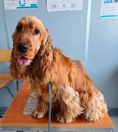 Cocker Spaniel Inglese per Monta Pedigree importan