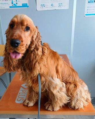 Cocker Spaniel Inglese per Monta Pedigree importan