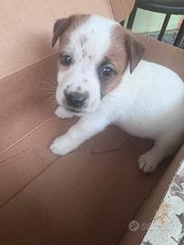 Jack Russel
