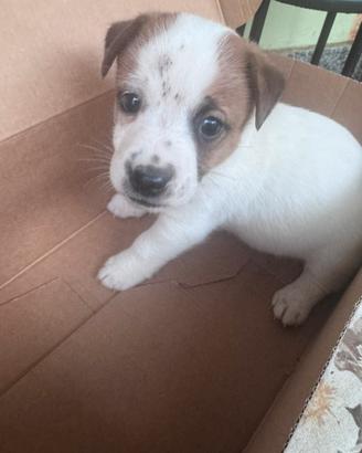 Jack Russel