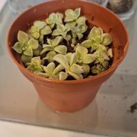 Crassula (succulenta)