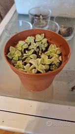 Crassula (succulenta)