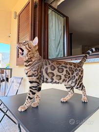 Bengala per monta