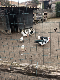 Due anatre mute maschi