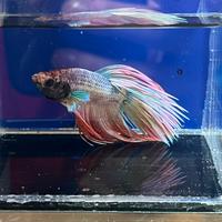 Betta crowtail