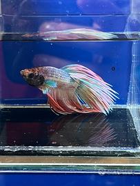 Betta crowtail