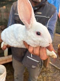Cucciolo di coniglio a pelo riccio
