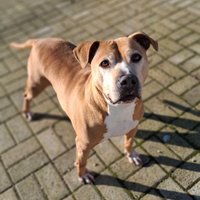 Amstaff femmina