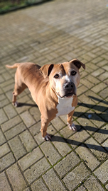 Amstaff femmina