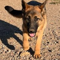 Cucciola pastore tedesco