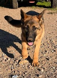 Cucciola pastore tedesco