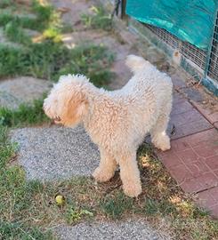 Lagotto Romagnolo cucciolone simpatico