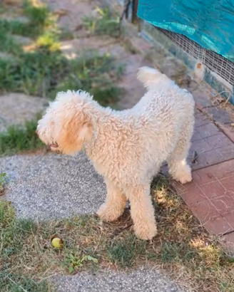 Lagotto Romagnolo cucciolone simpatico