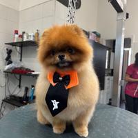 Spitz di Pomerania nano
