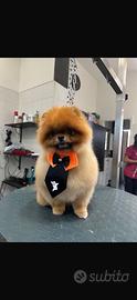 Spitz di Pomerania nano