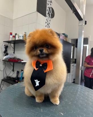 Spitz di Pomerania nano