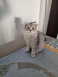 SCOTTISH Fold