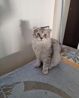 SCOTTISH Fold
