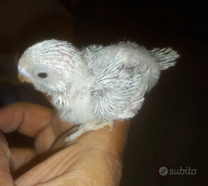 Pullo di cocorita da allevare a mano