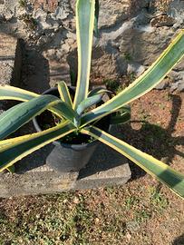 Agave altezza 60 in vaso da 28.