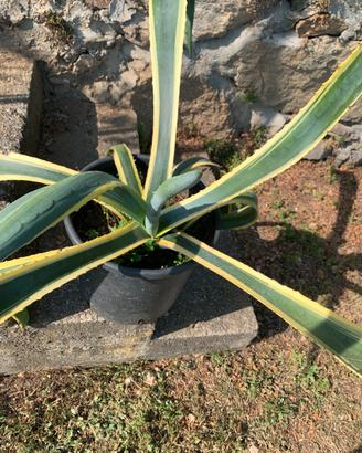 Agave altezza 60 in vaso da 28.